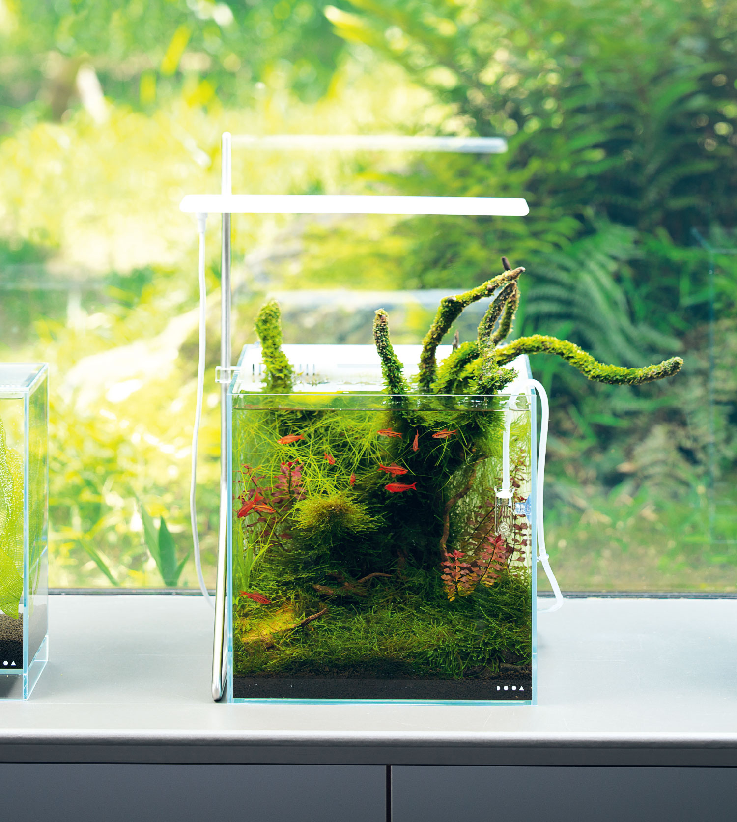Enjoy DOOA 'Effortlessly enjoy aquatic plants and Jungle Plants' | ADA