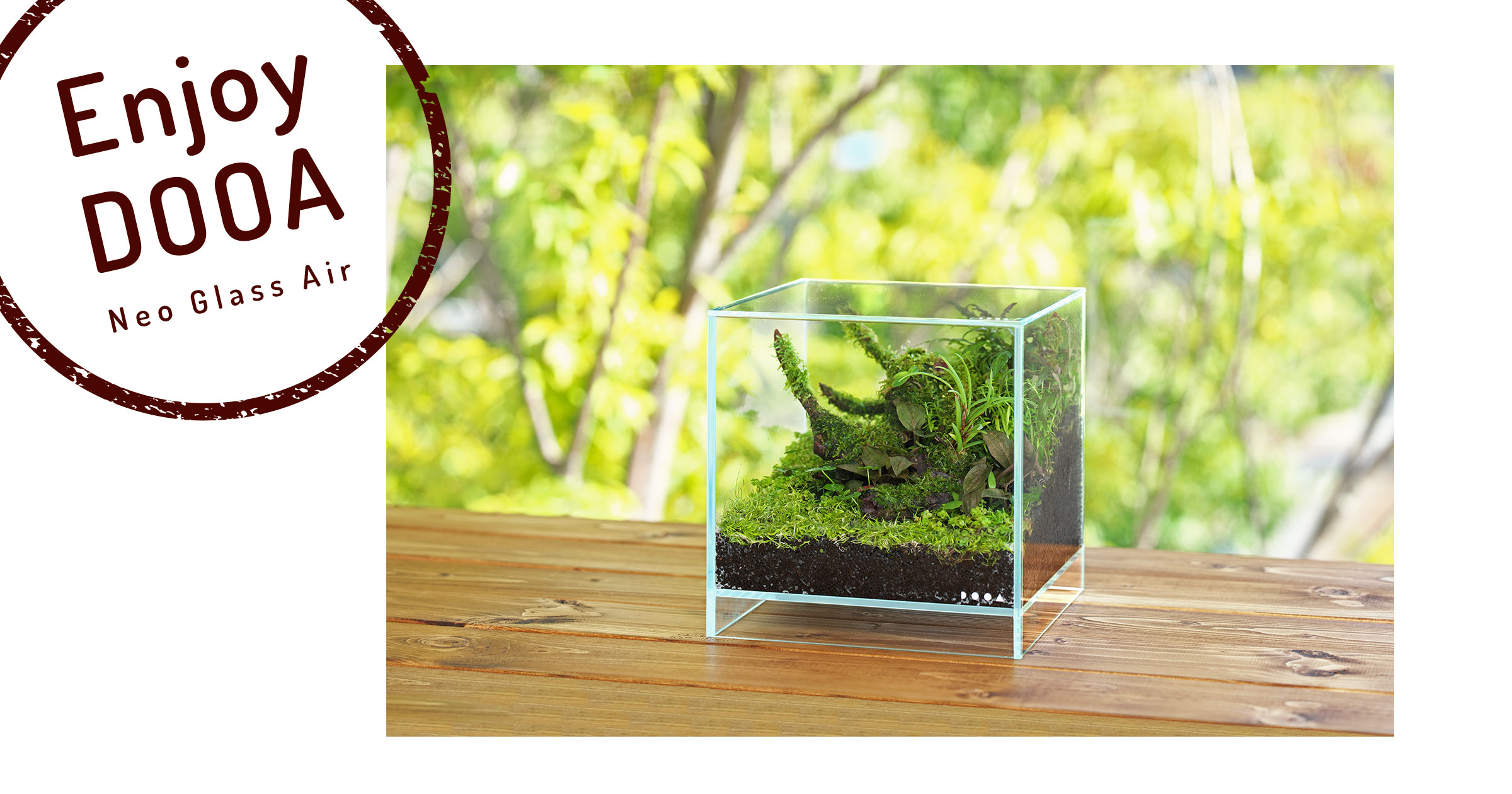 Enjoy DOOA ‘Casually enjoy growing terrestrial leaves of aquatic plants with Neo Glass Air’