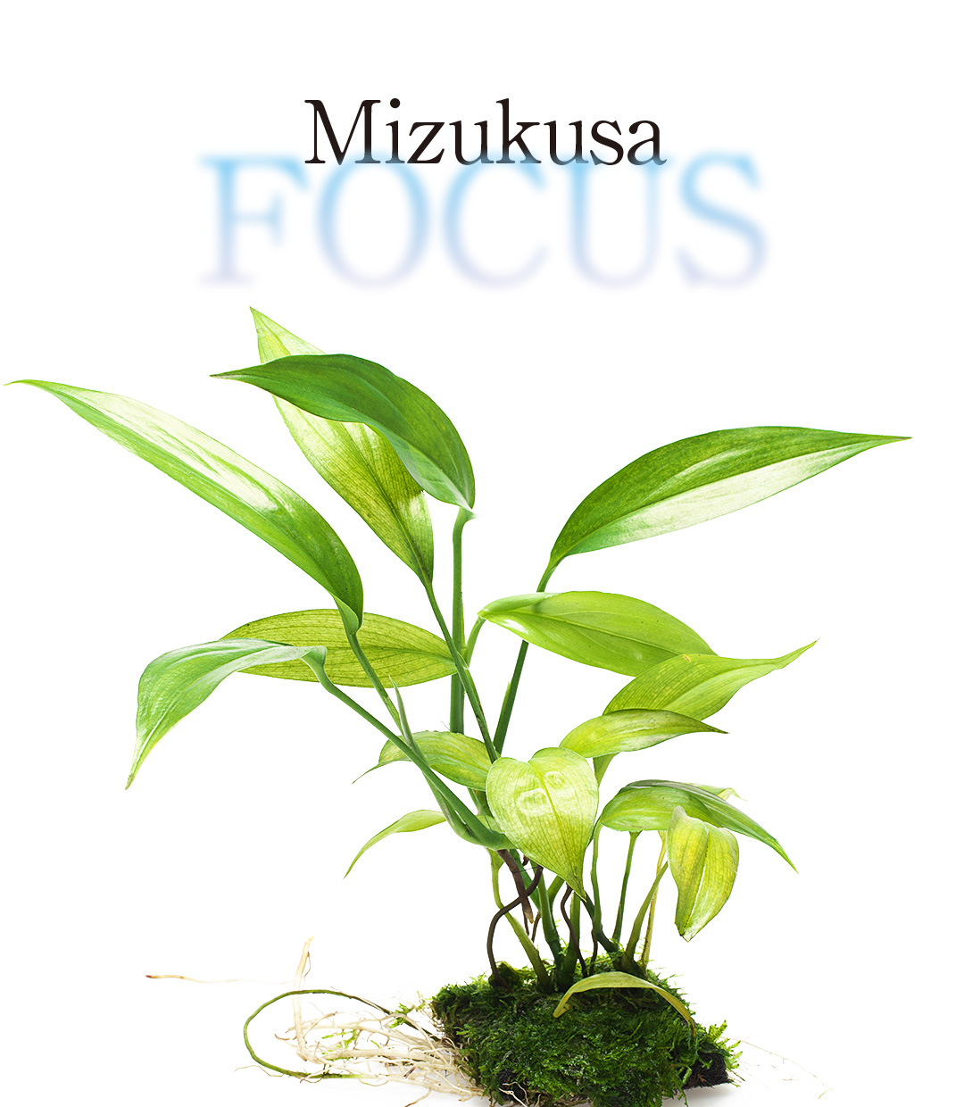 Mizukusa FOCUS ‘Wabi-Kusa Mat & LC Cup’