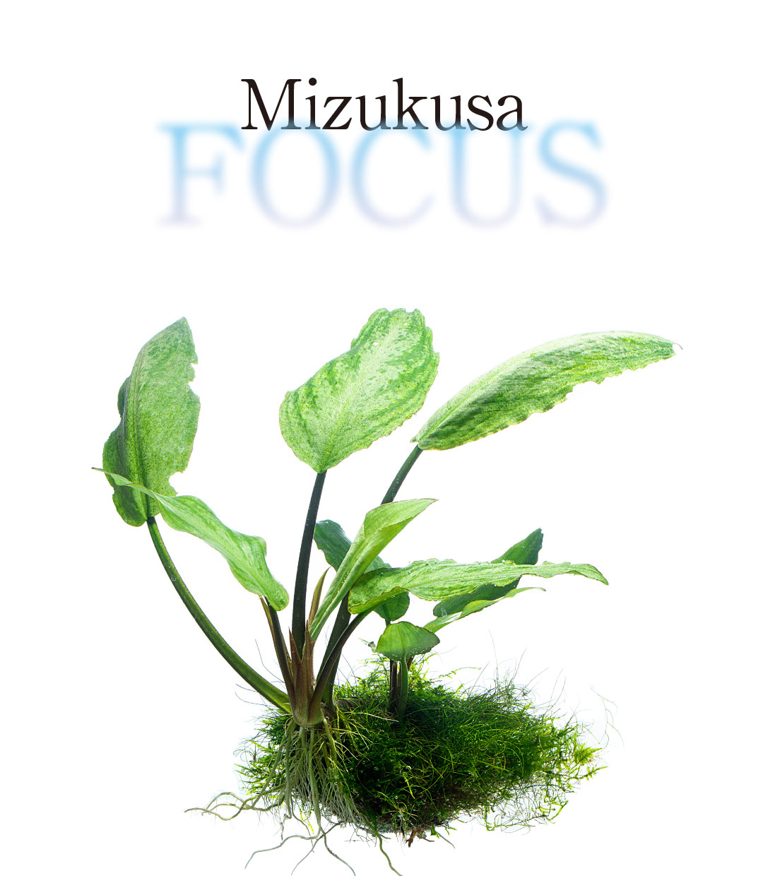 Mizukusa FOCUS ‘Let’s take a close look at Lagenandra!’