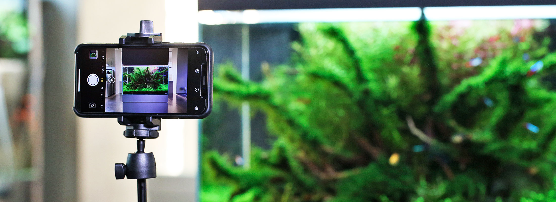 【IAPLC】Techniques for taking beautiful pictures of planted aquarium “Smartphone version”