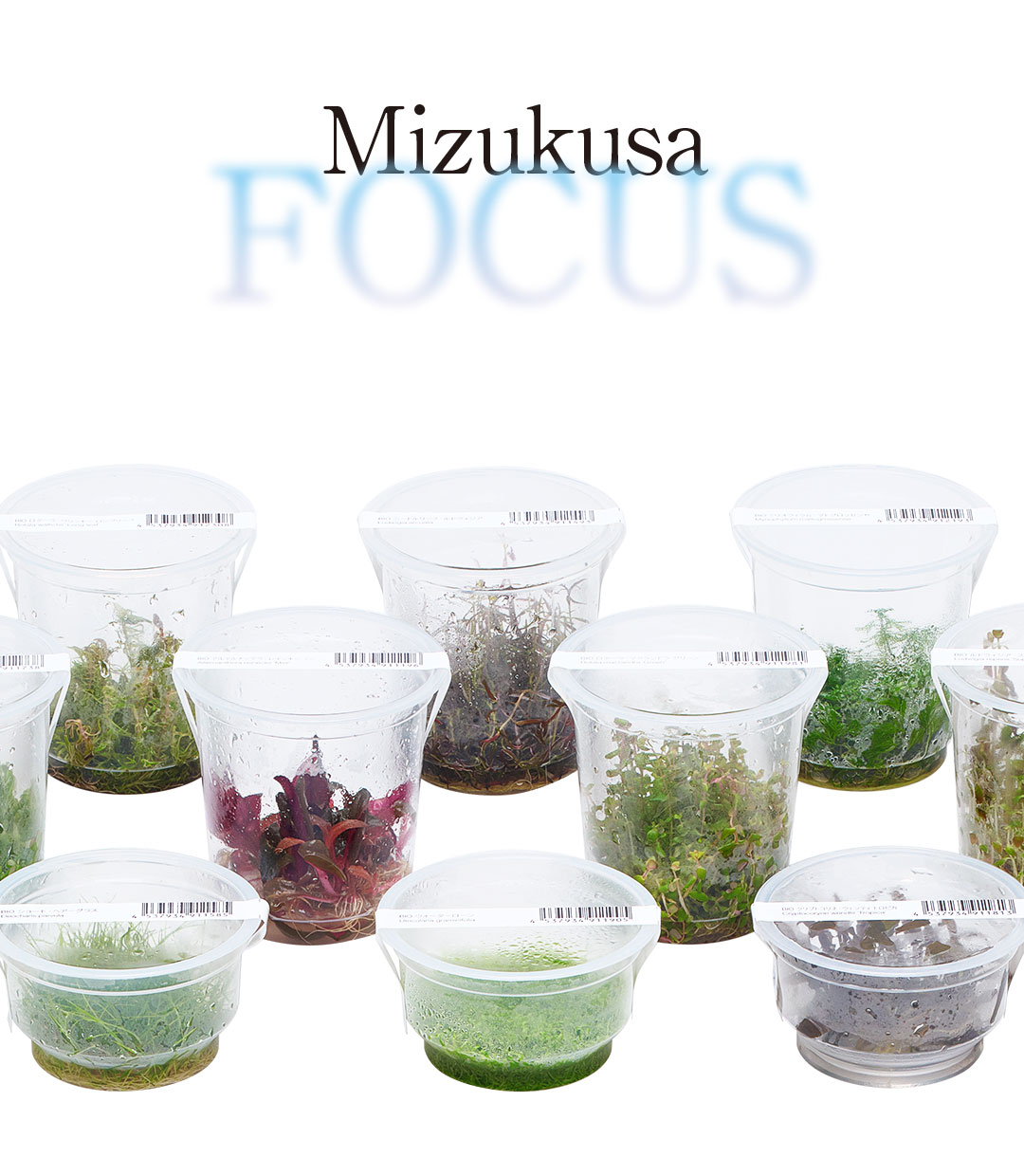 Mizukusa FOCUS ‘The Increasing Variety of Liquid-Cultured Plants’