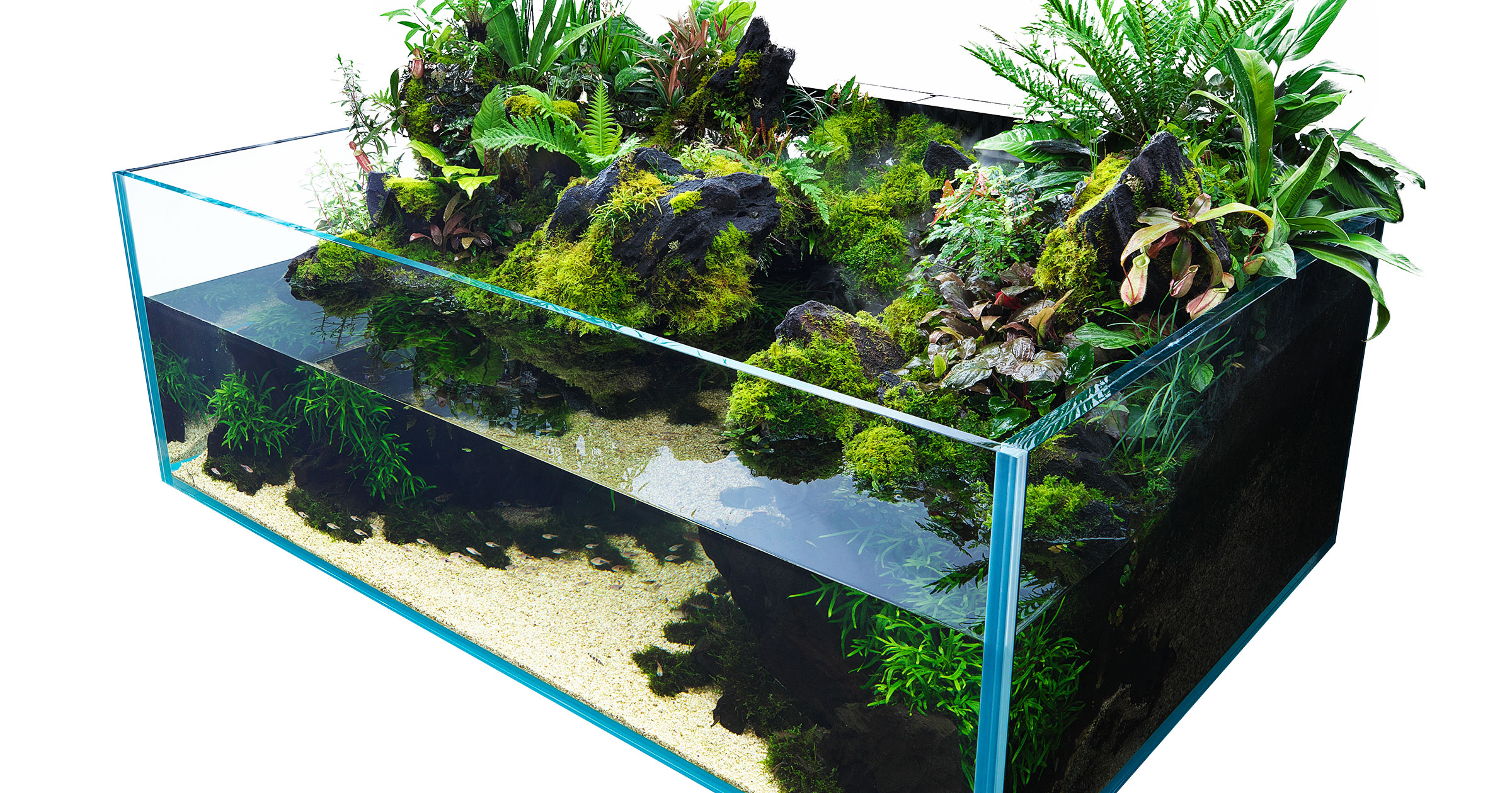 AQUA PLANTS（アクアプランツ）のバックナンバー | 雑誌/電子