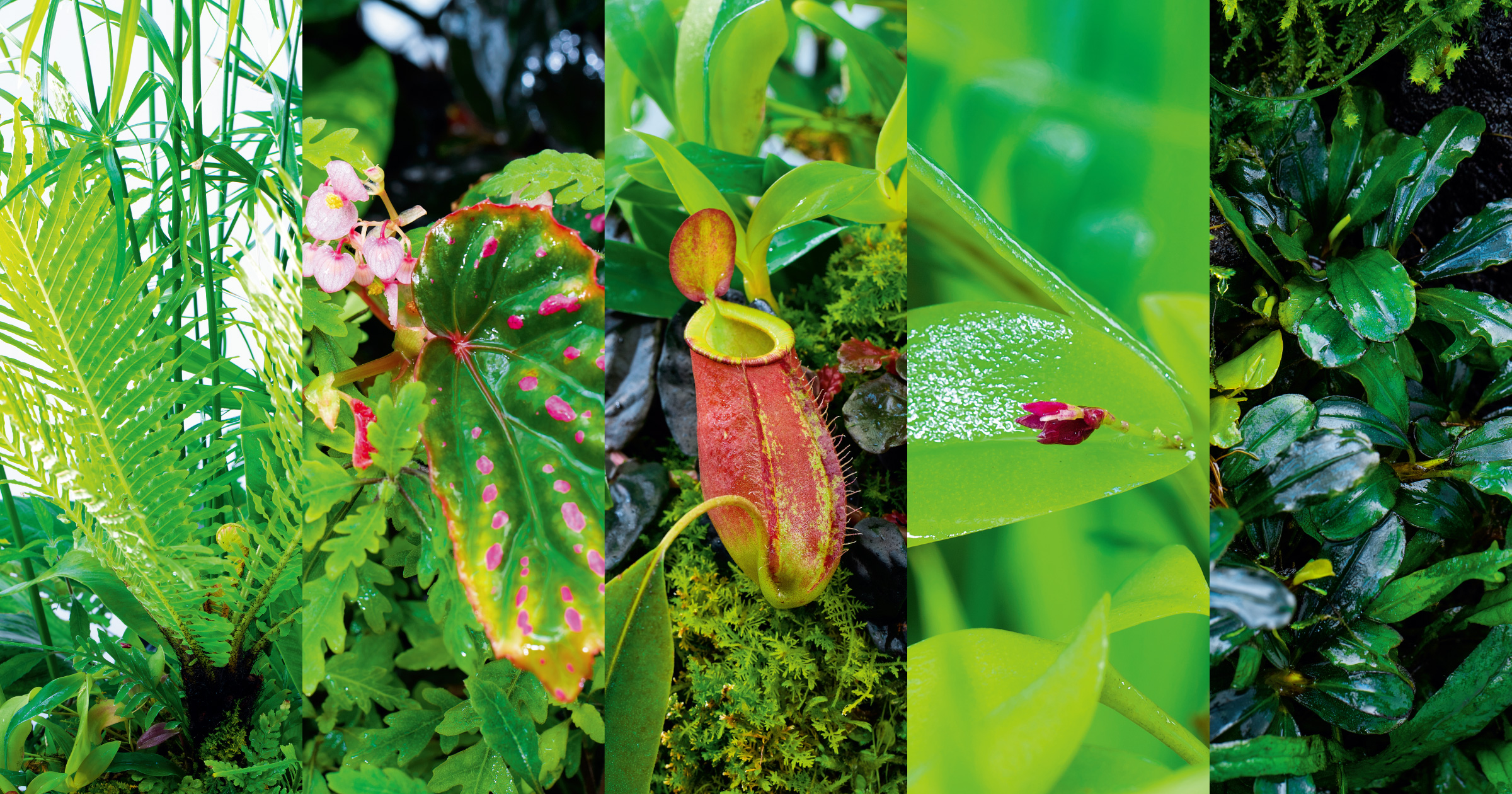 Encountering the Amazon through Margaret Mee's Lens