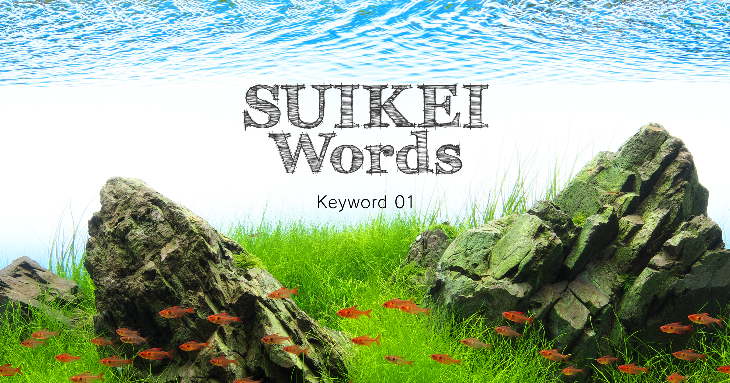 M*o様 SUIKEI nature aquarium visual magaz M*o様 SUIKEI nature aquarium