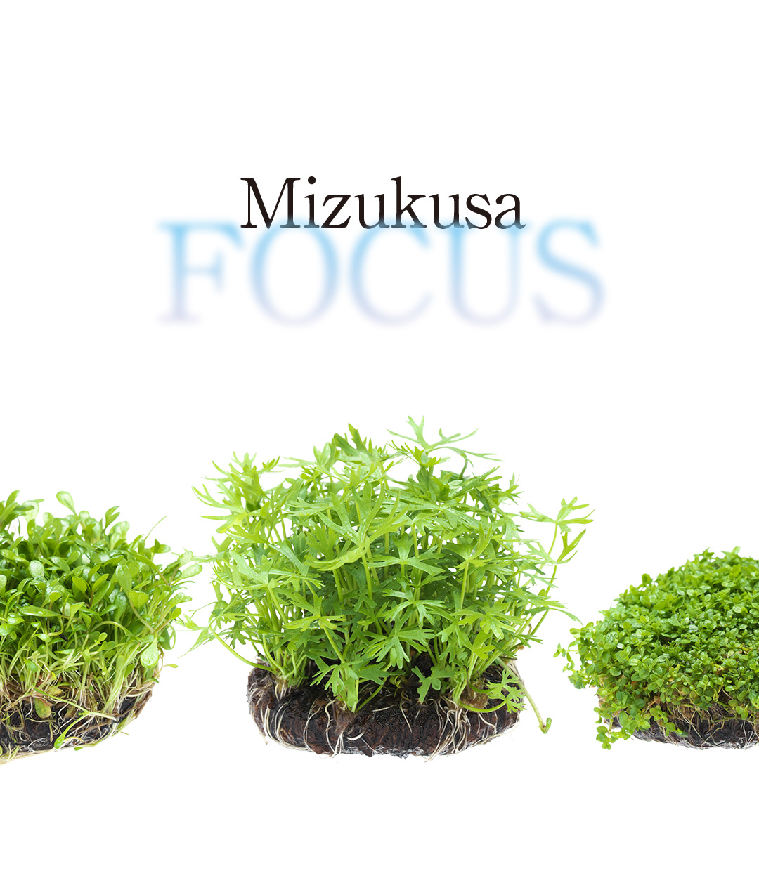 Mizukusa FOCUS ‘Charms of Wabi-Kusa 5Ø’