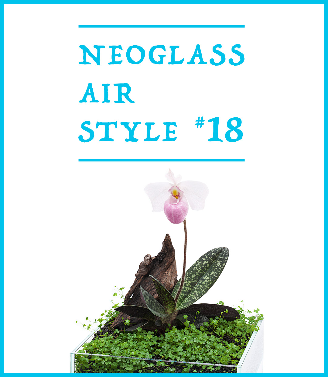 NEO GLASS AIR STYLE ‘The aquatic plant carpet and  the Looking-Back Beauty’