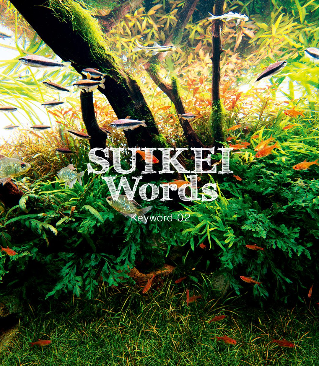 SUIKEI WORDS Keyword 02 ‘Layout composition – Driftwood’