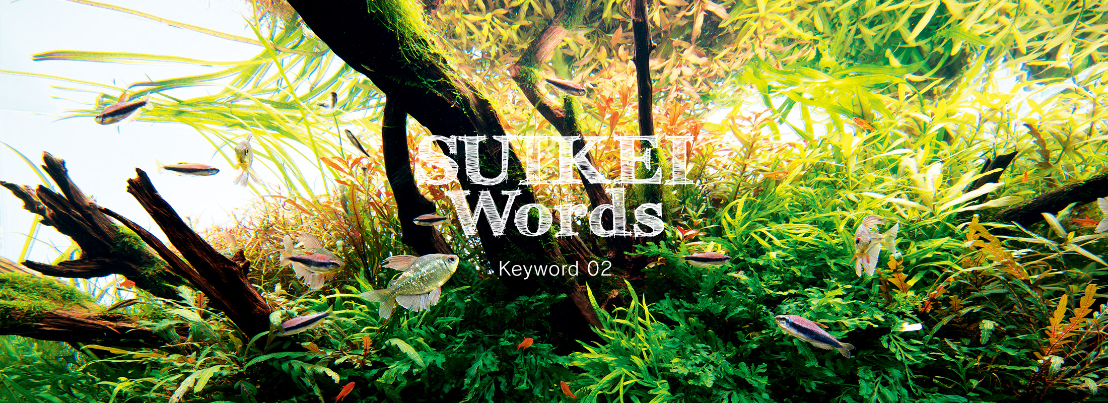 SUIKEI WORDS Keyword 02 ‘Layout composition – Driftwood’