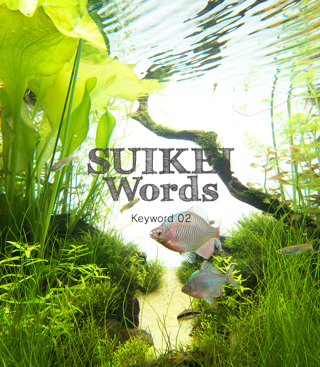 SUIKEI WORDS Keyword 03 ‘Lending a depth to aquascapes’