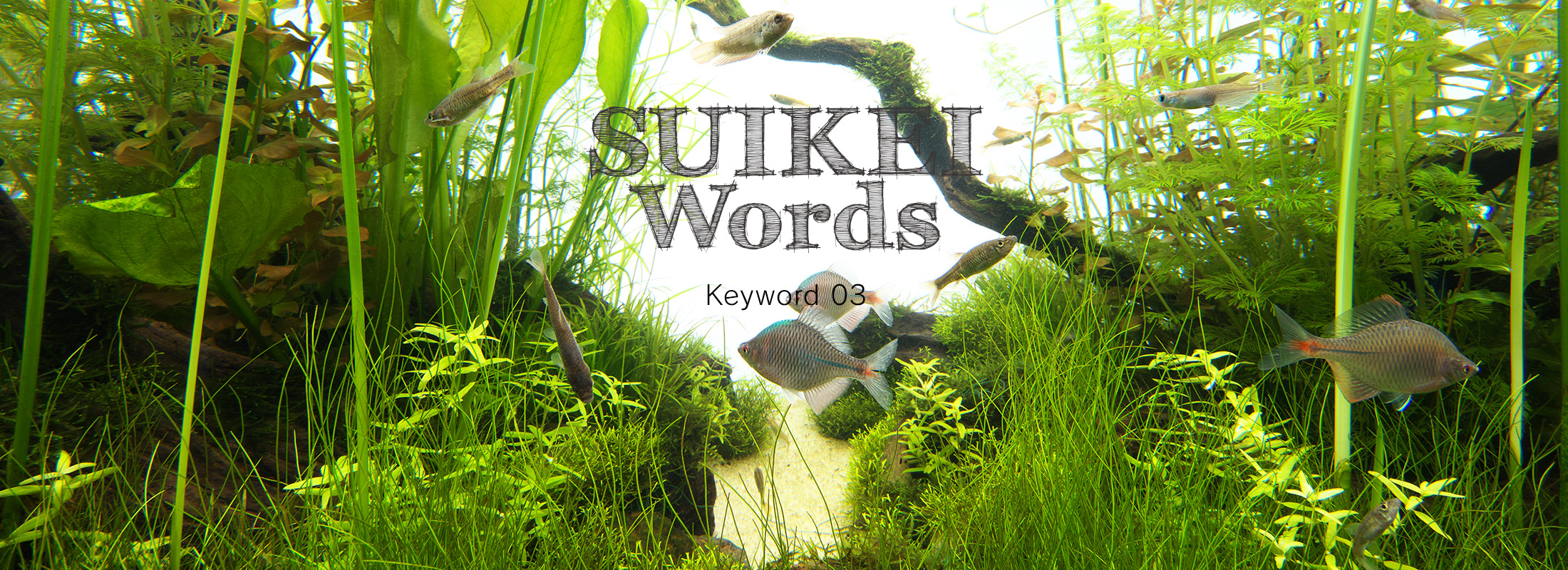 SUIKEI WORDS Keyword 03 ‘Lending a depth to aquascapes’