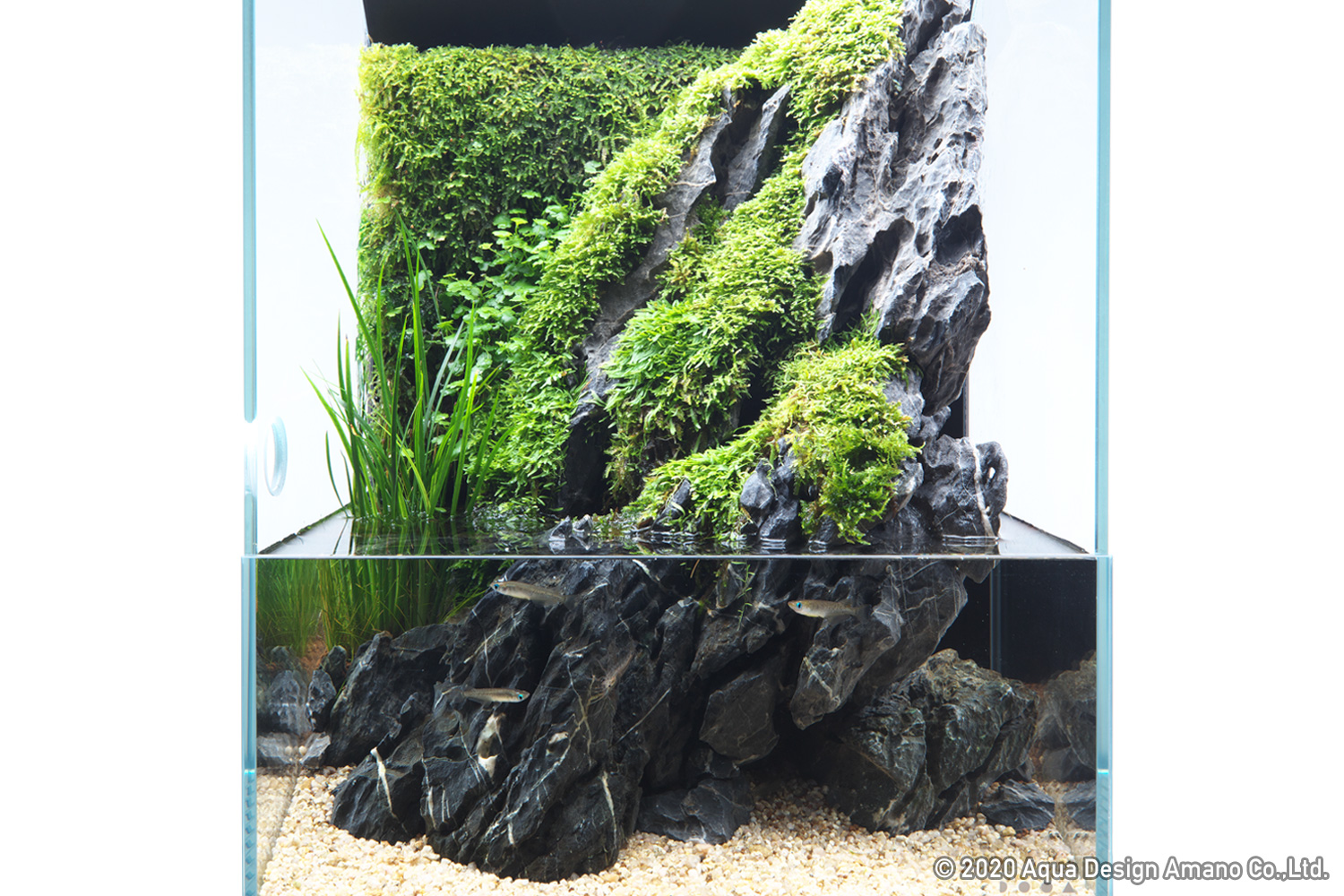 kranium hø klynke Enjoy DOOA 'Aqua Terrarium feeling cool from the combination of greenery  and stones' | NEWS | DOOA