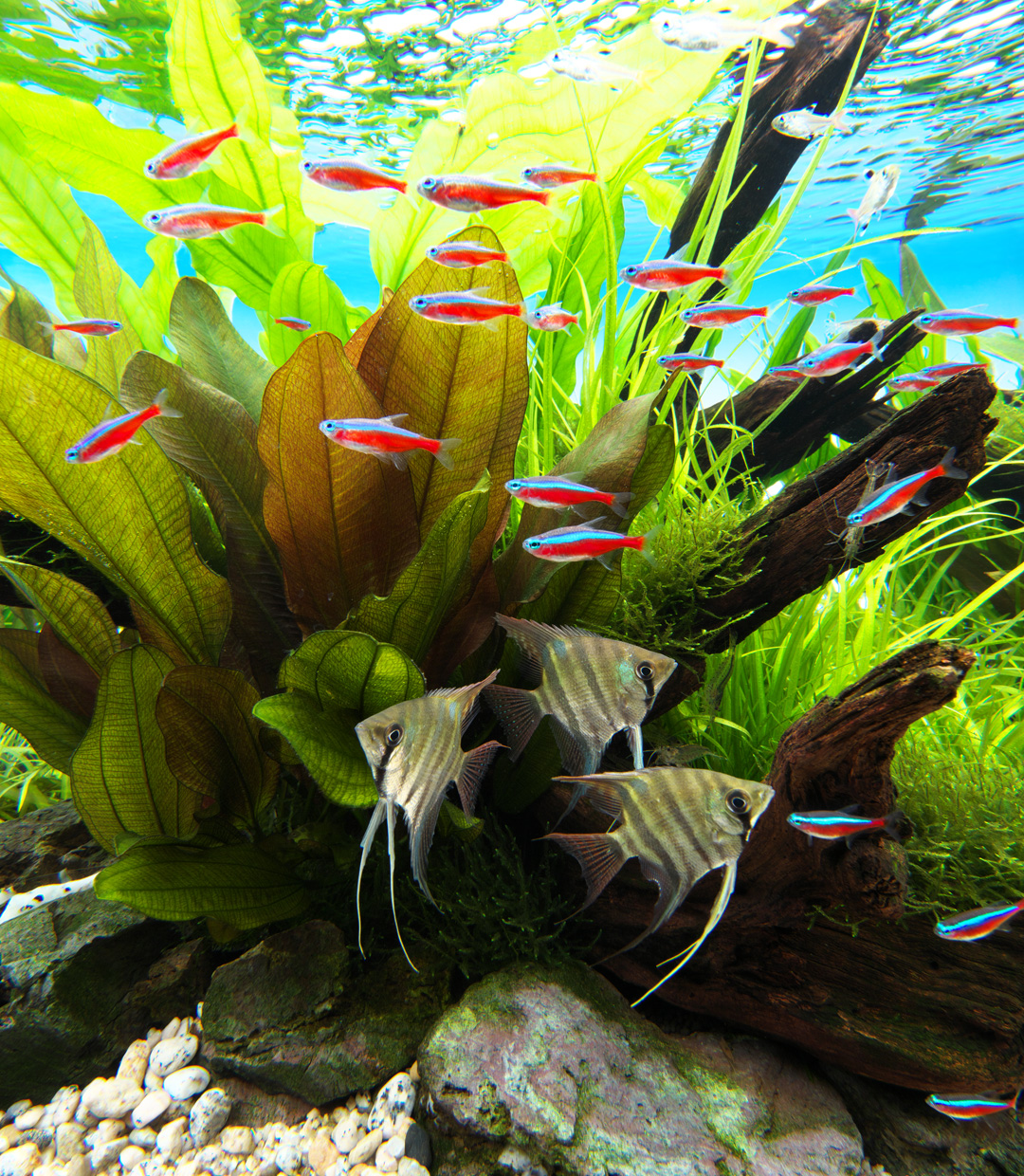 NATURE IN THE GLASS ‘Echinodorus Paradise’