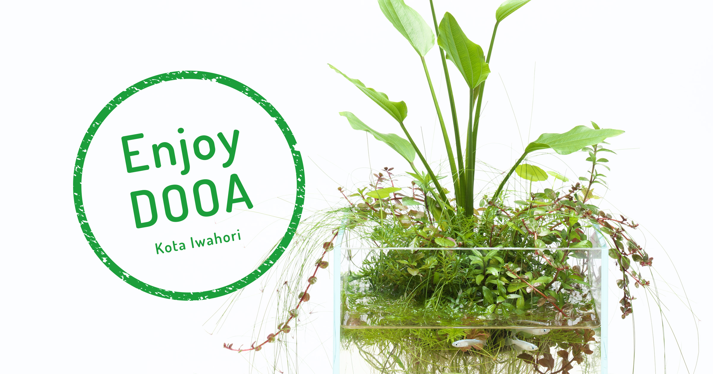 Enjoy DOOA ‘Enjoy the nice appearance of Echinodorus with Neo Glass Air’