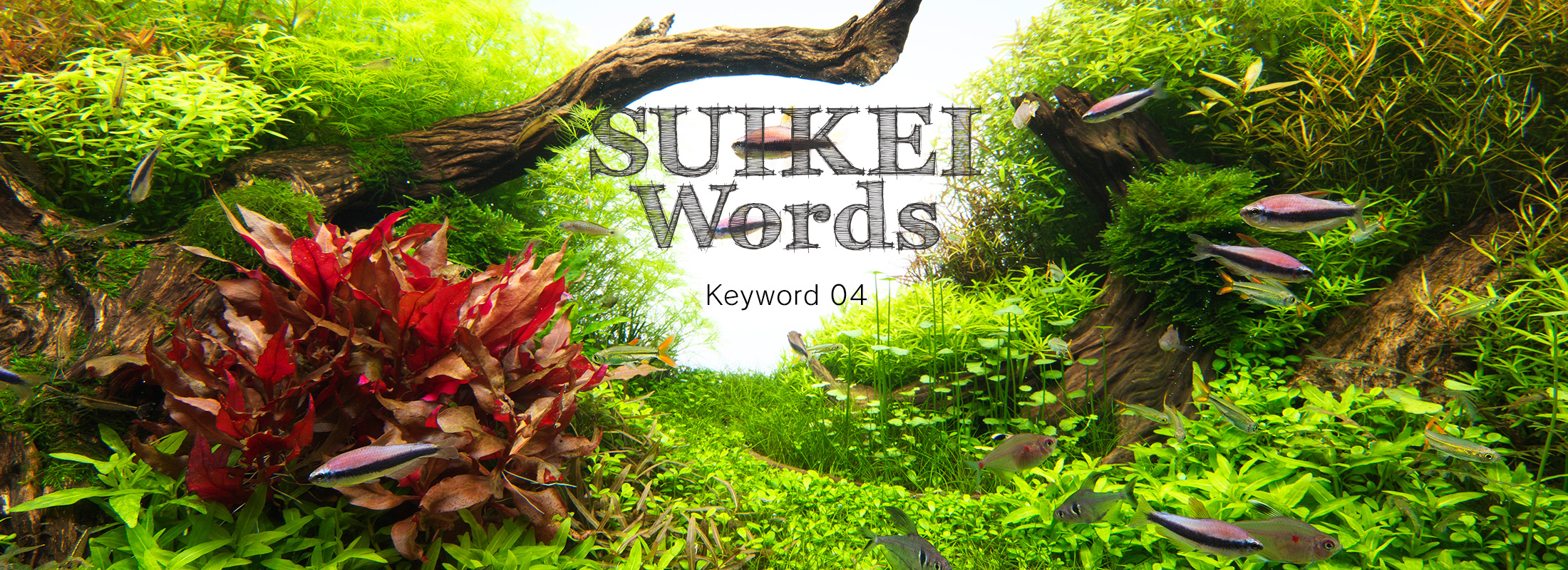 SUIKEI WORDS Keyword 04 ‘Planting’