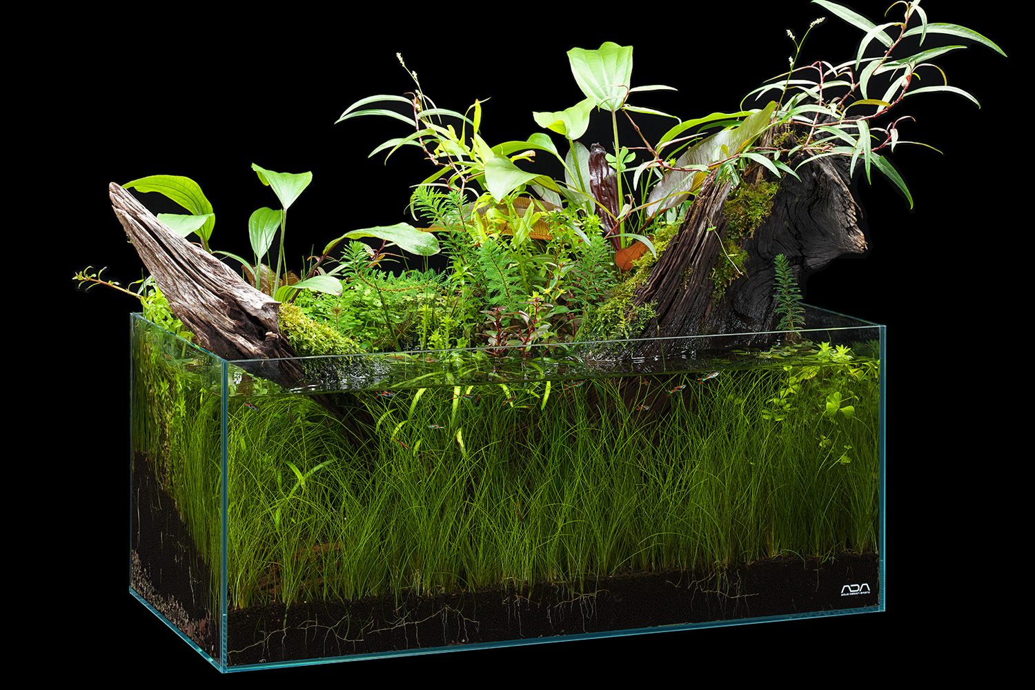 NATURE IN THE GLASS 'Shine in the Sunlight' | ADA