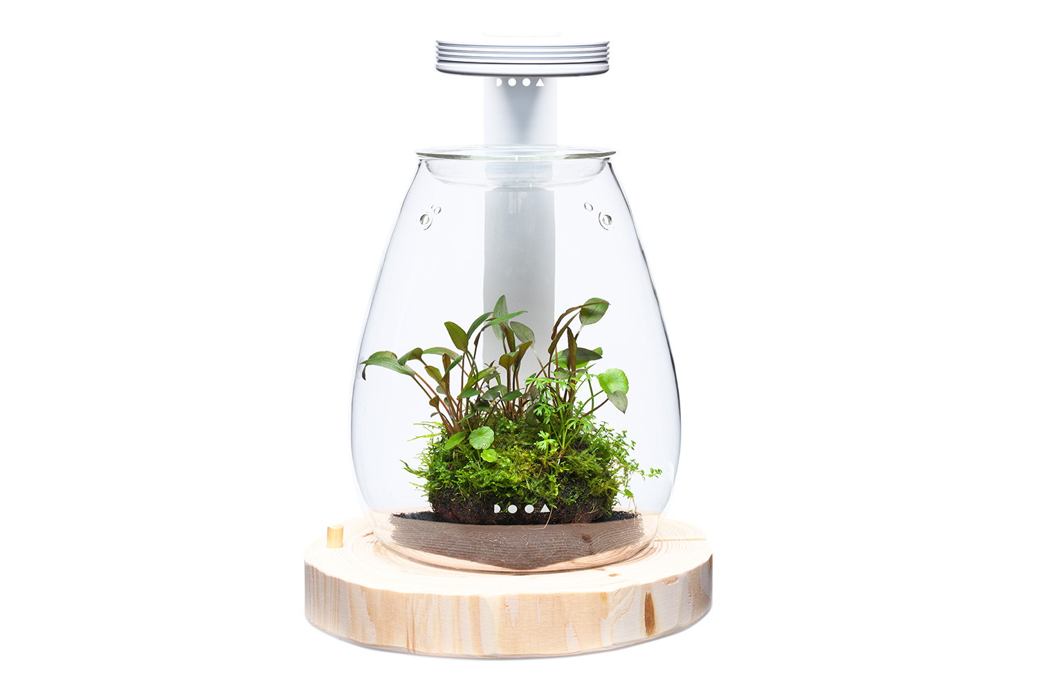 GLASS POT SHIZUKU 'New Green Relaxation' | en GLASS POT SHIZUKU 'New Green Relaxation' | en