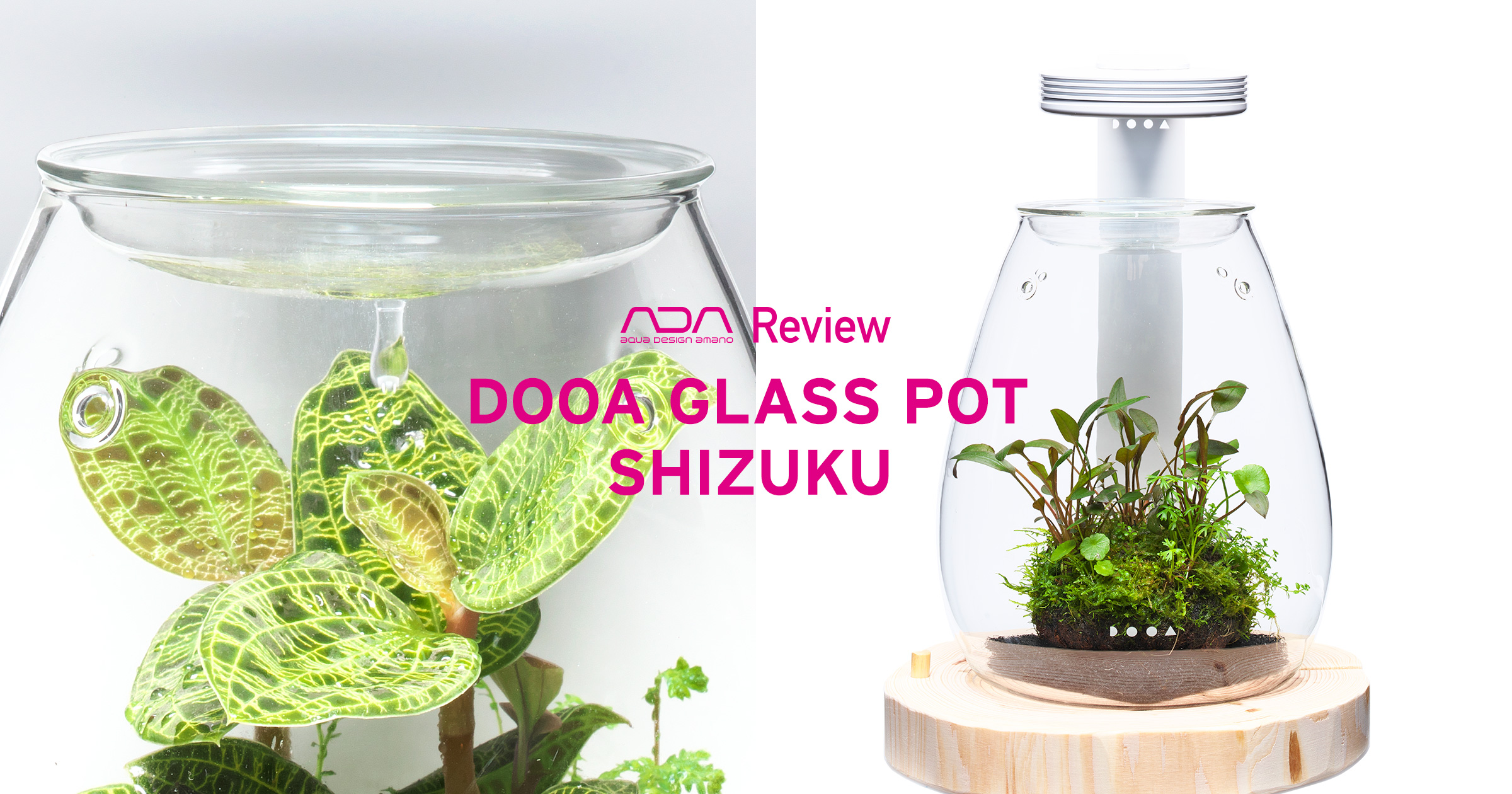 GLASS POT SHIZUKU ‘New Green Relaxation’