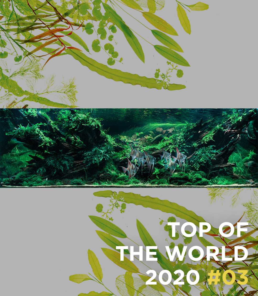 TOP OF THE WORLD 2020 #03 Sim Kian Hong