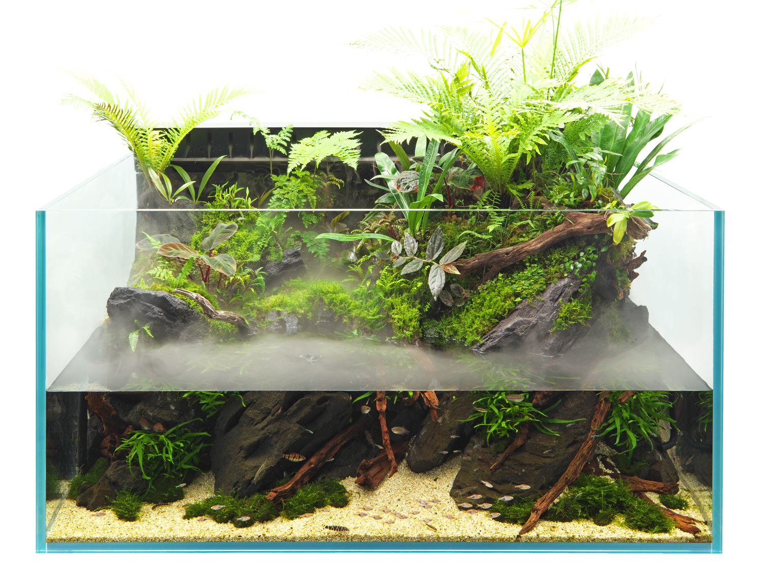 Plantes pour aquarium - Aqua Store