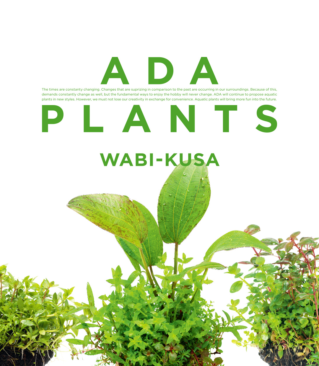 ADA PLANTS ‘Wabi-Kusa’