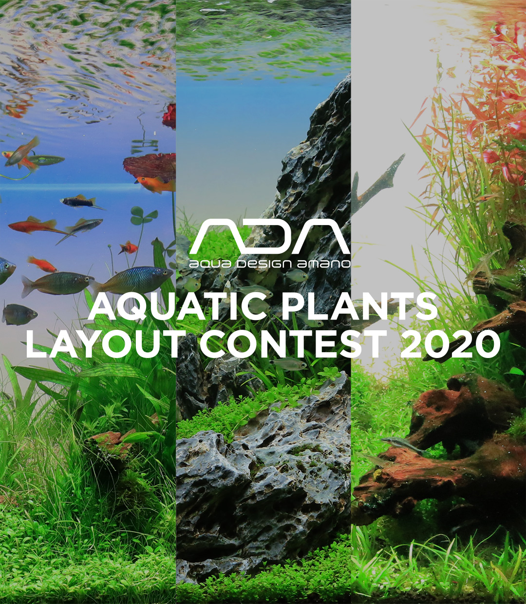 ADA AQUATIC PLANTS LAYOUT CONTEST 2020