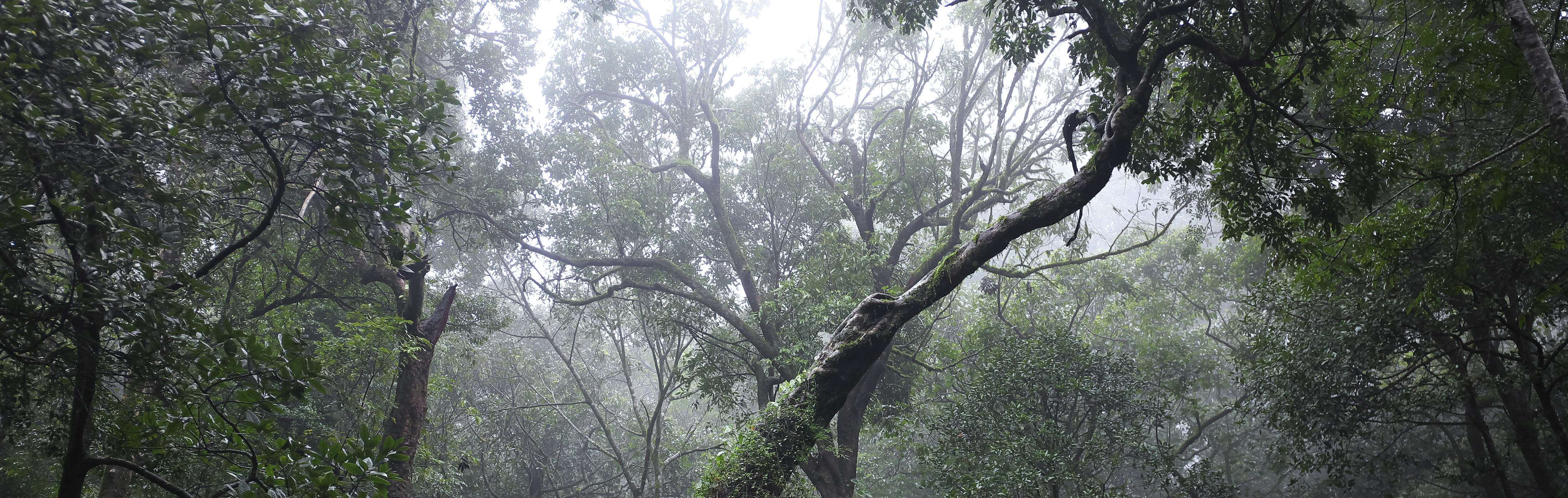 HOW TO ENJOY TERRA BASE  ‘Yearning for cloud forests’