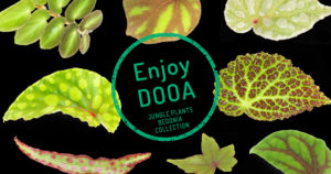 Enjoy DOOA ‘JUNGLE PLANTS BEGONIA COLLECTION’