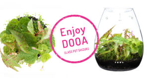 Enjoy DOOA ‘Enjoy exotic tropical plants that prefer humid environments’