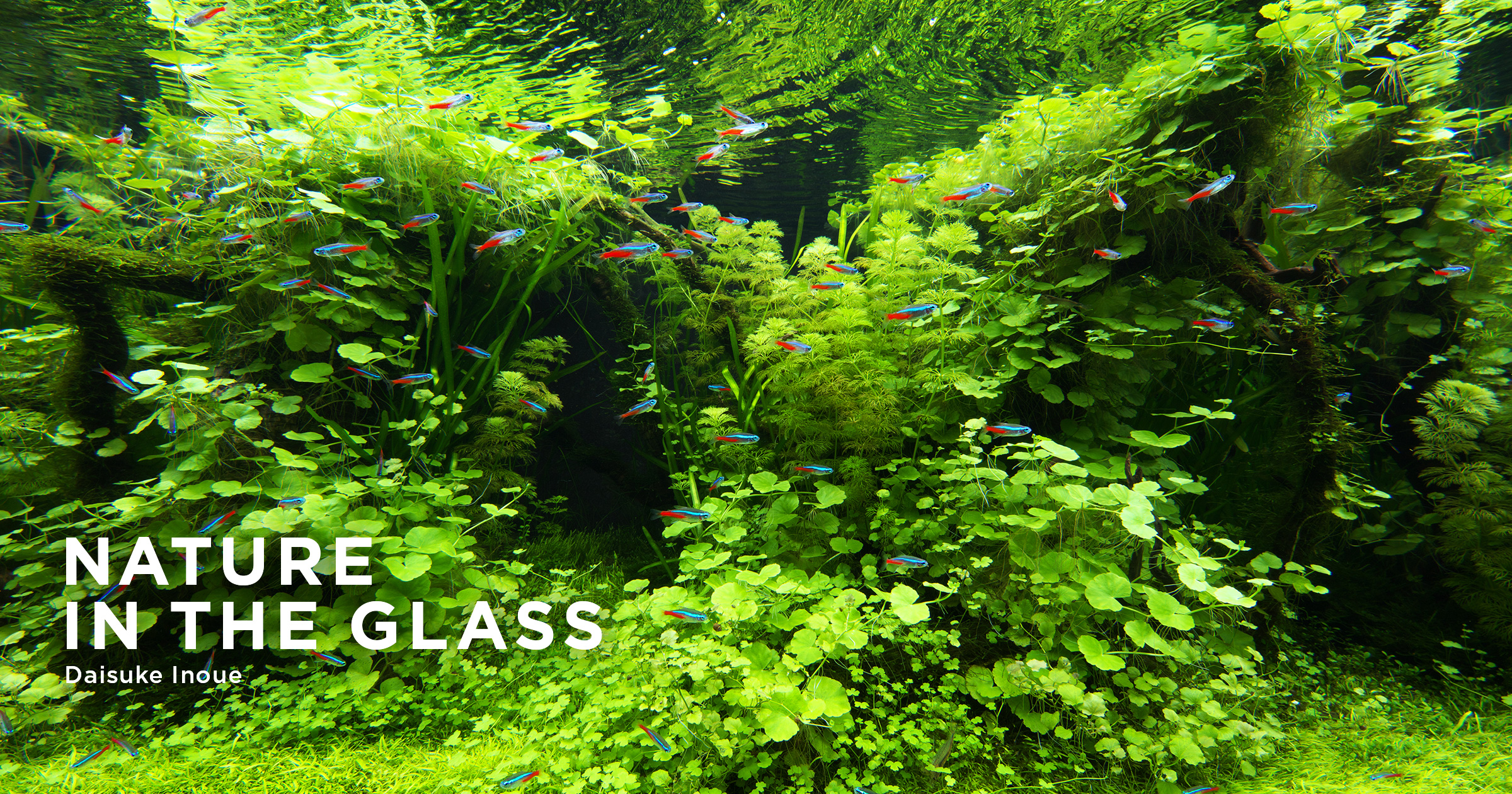 NATURE IN THE GLASS 'Green Heaven' | en