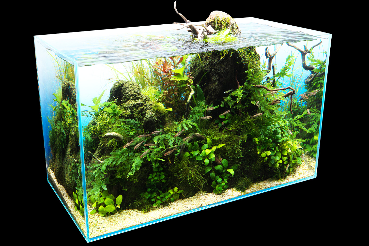 Vibrant underwater aqua scape ecosystem in a large fish tank