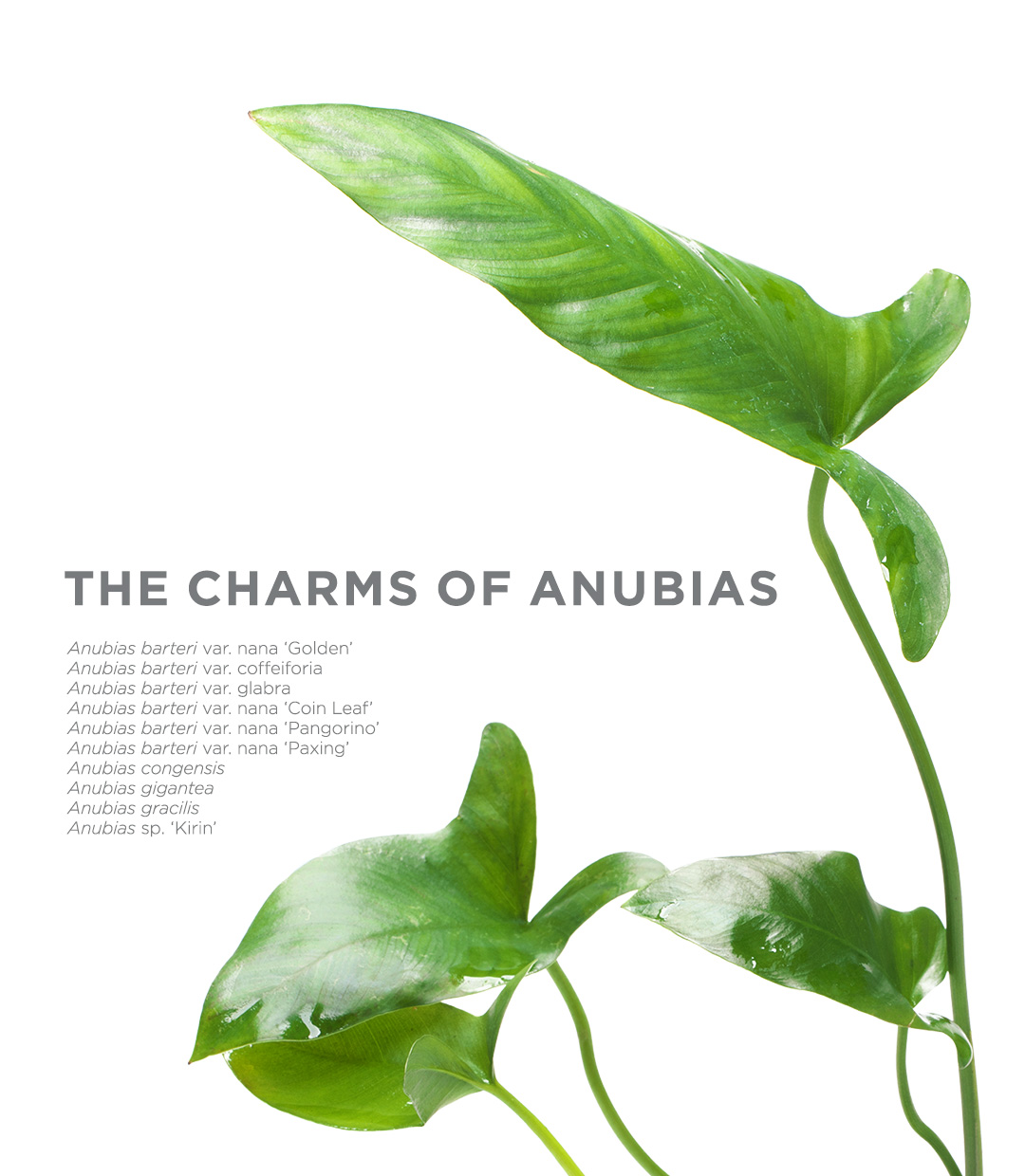 THE CHARMS OF ANUBIAS -Breath of Africa Fascinating Anubias-