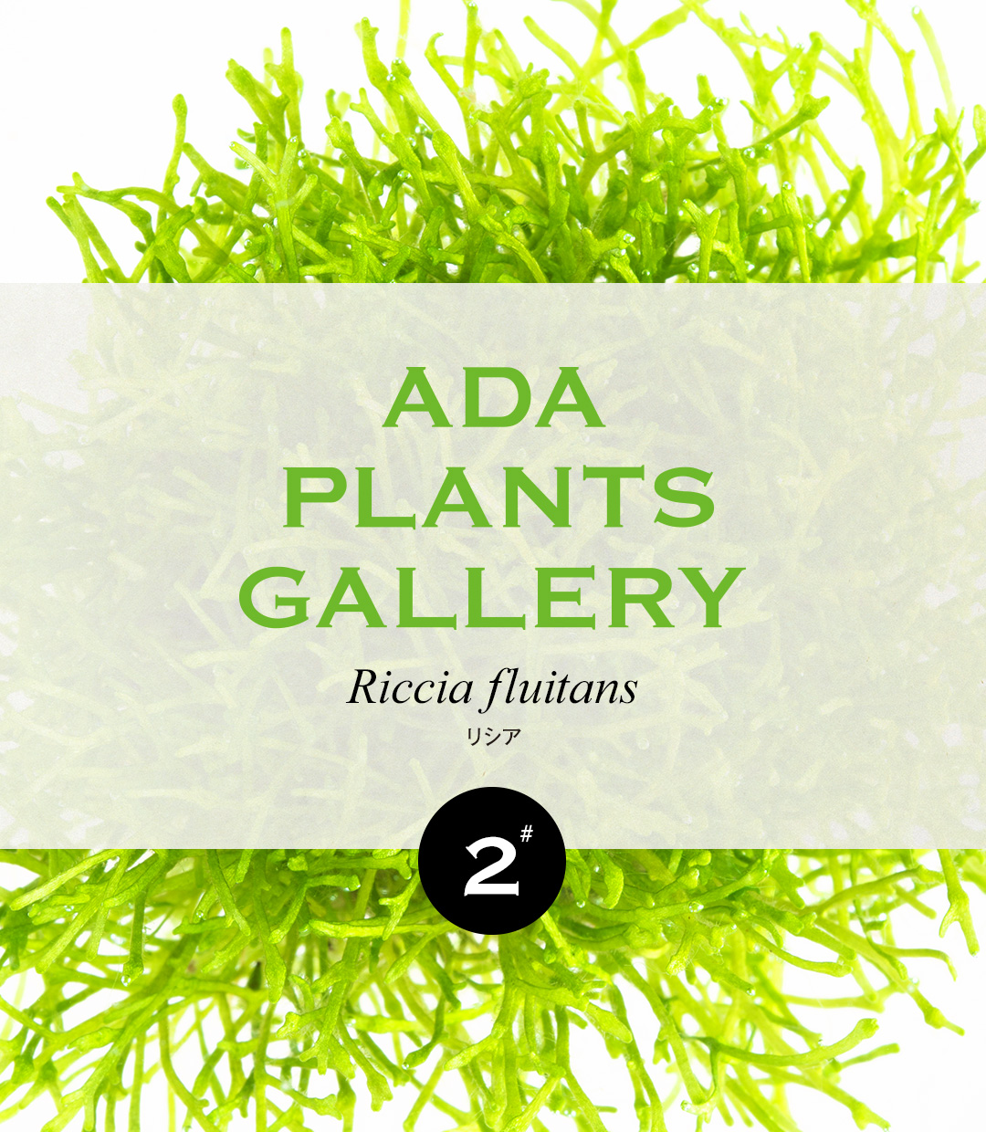 ADA PLANTS GALLERY #02 Riccia fluitans