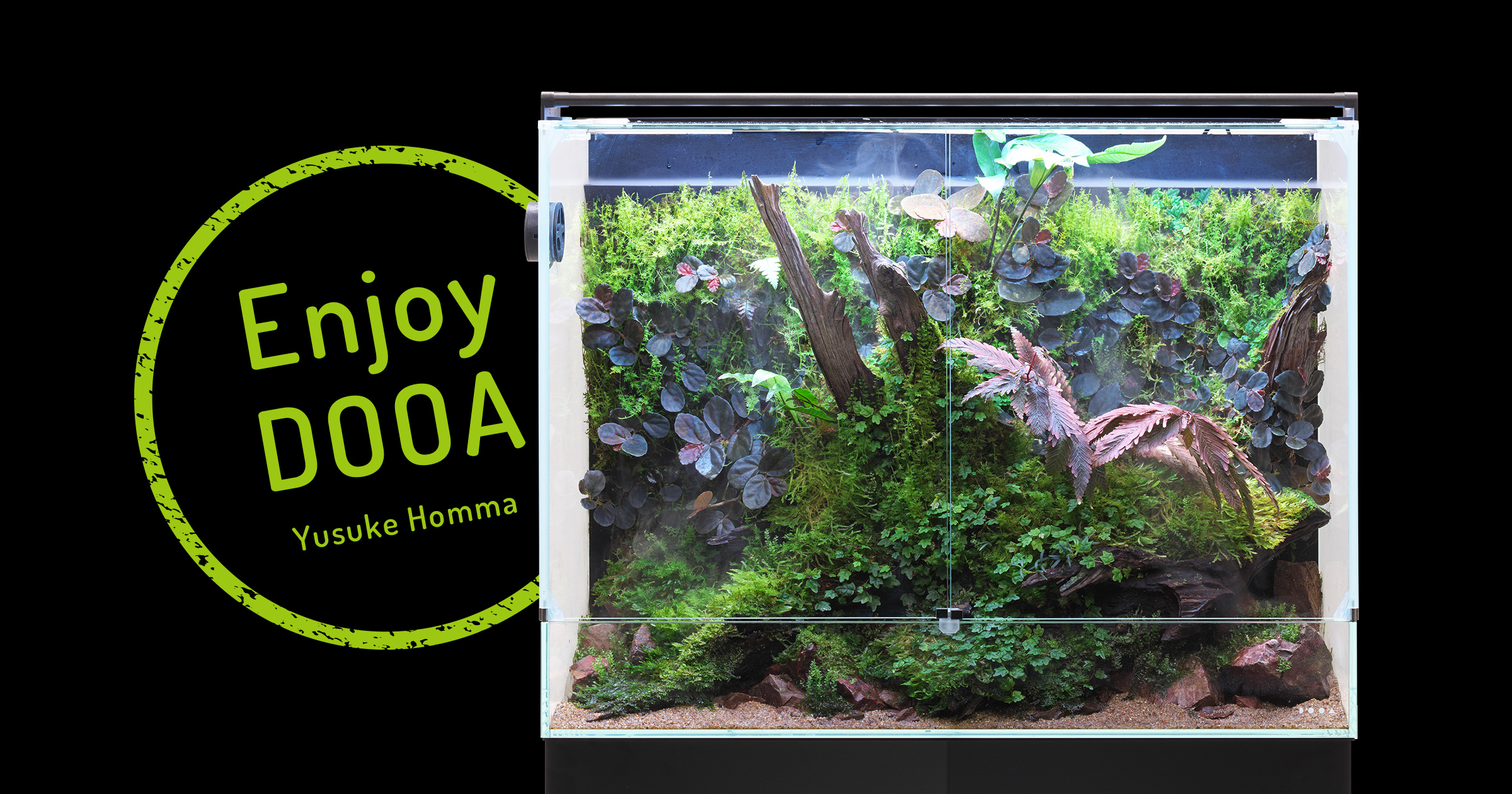 Enjoy DOOA ‘Appreciating the tasteful moss in Wabi-Sabi Paludarium’