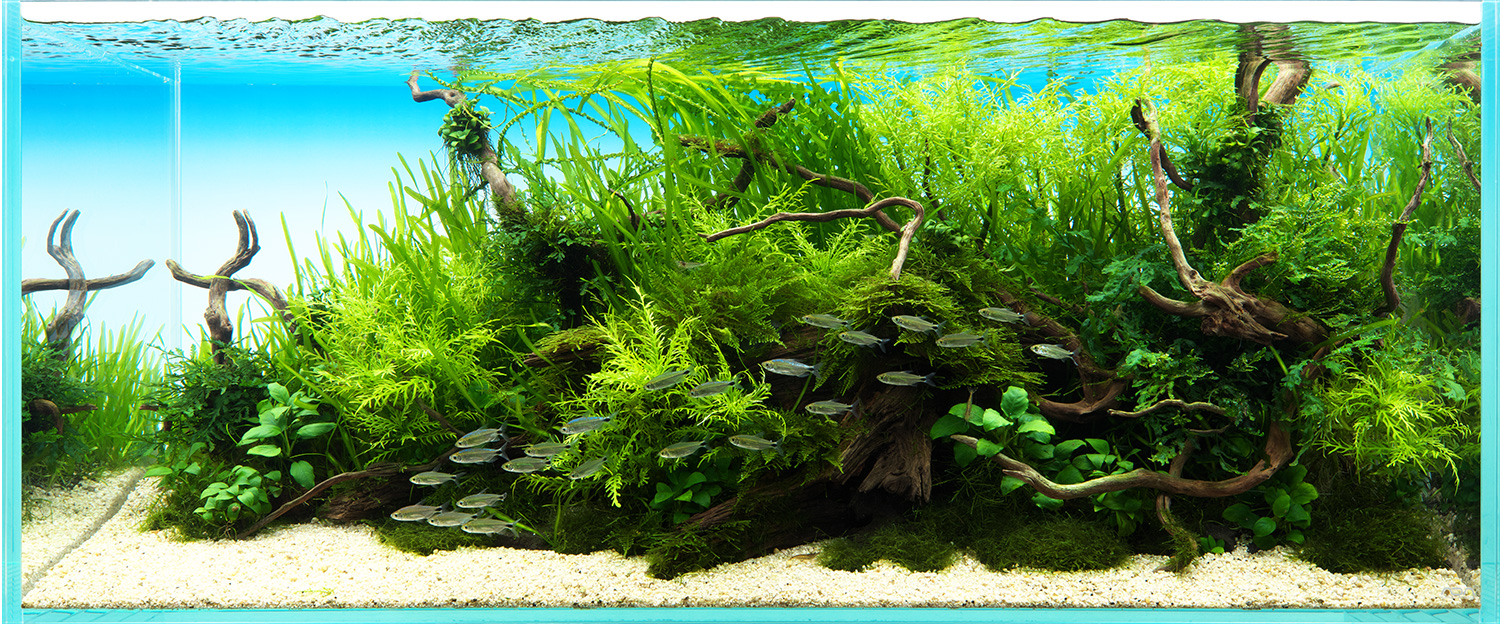NATURE IN THE GLASS 'Nestling up to an old tree' | ADA