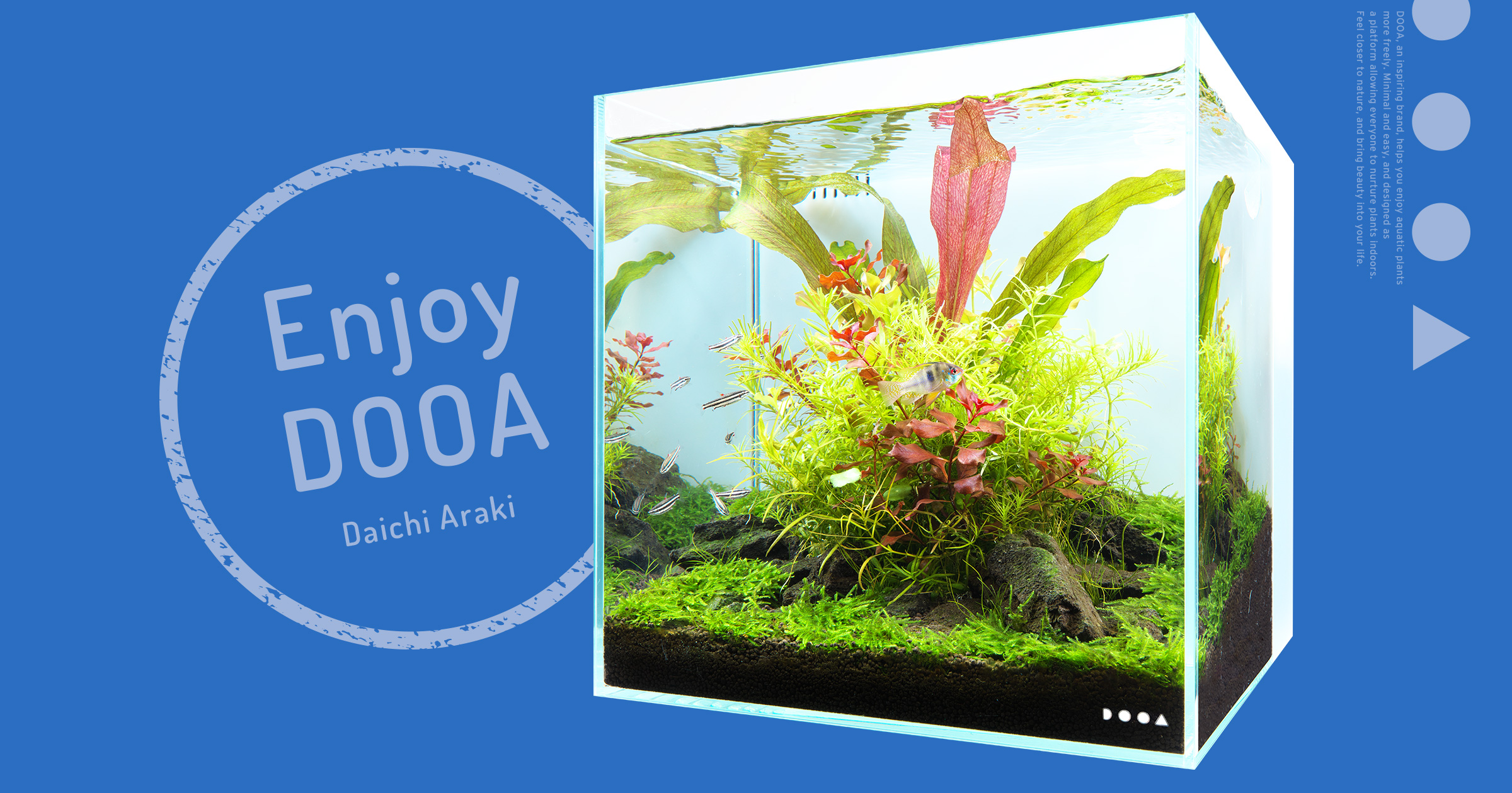 Enjoy DOOA ‘Simple System Aqua 30 with Wabi-Kusa and small stones’