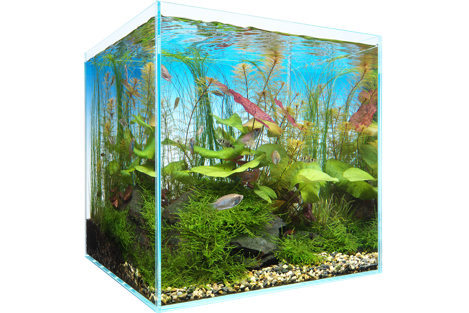 NATURE IN THE GLASS 'Peaceful Nymphaea' | ADA