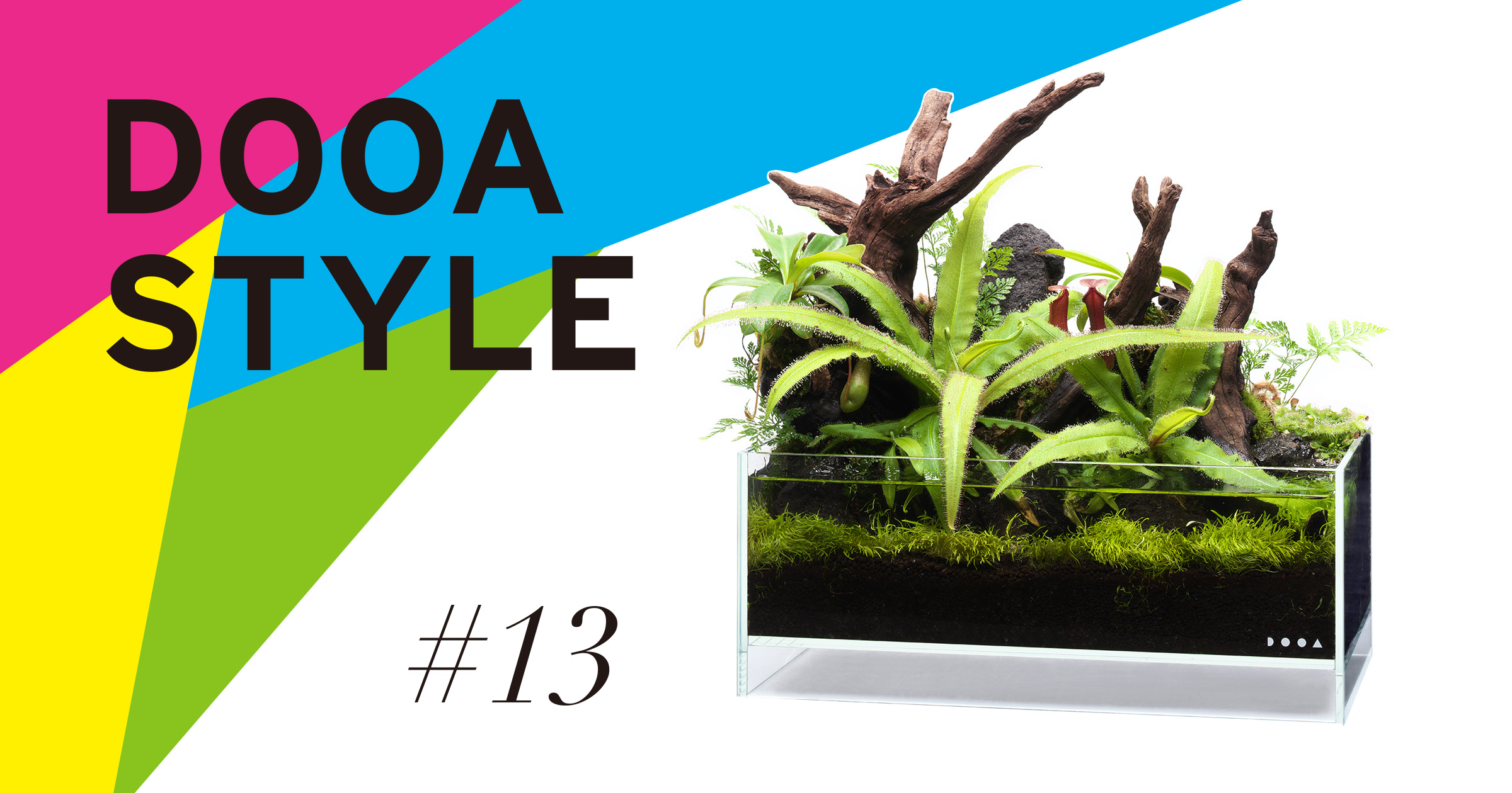 DOOA STYLE #13  Enjoy Carnivorous plants in an open-style aquarium.