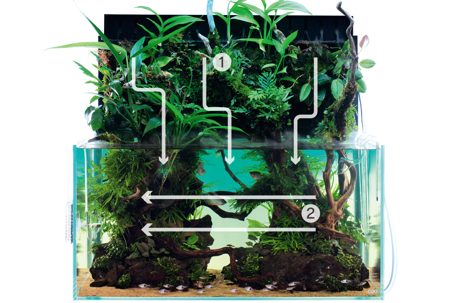 ADA Review “Layout Composition of Aqua Terrarium” | NEWS | DOOA ADA Review “Layout Composition of Aqua Terrarium” | NEWS | DOOA
