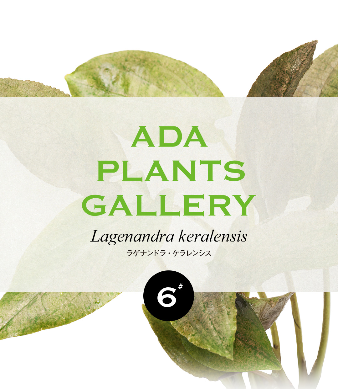 ADA PLANTS GALLERY #06  Lagenandra keralensis