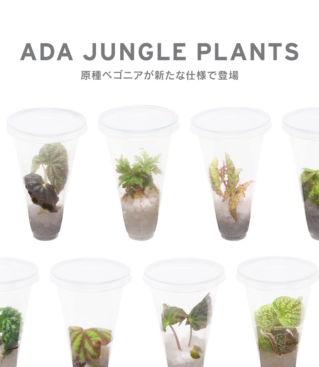 ADA JUNGLE PLANTS – Progenitor Begonia are now available in new style –