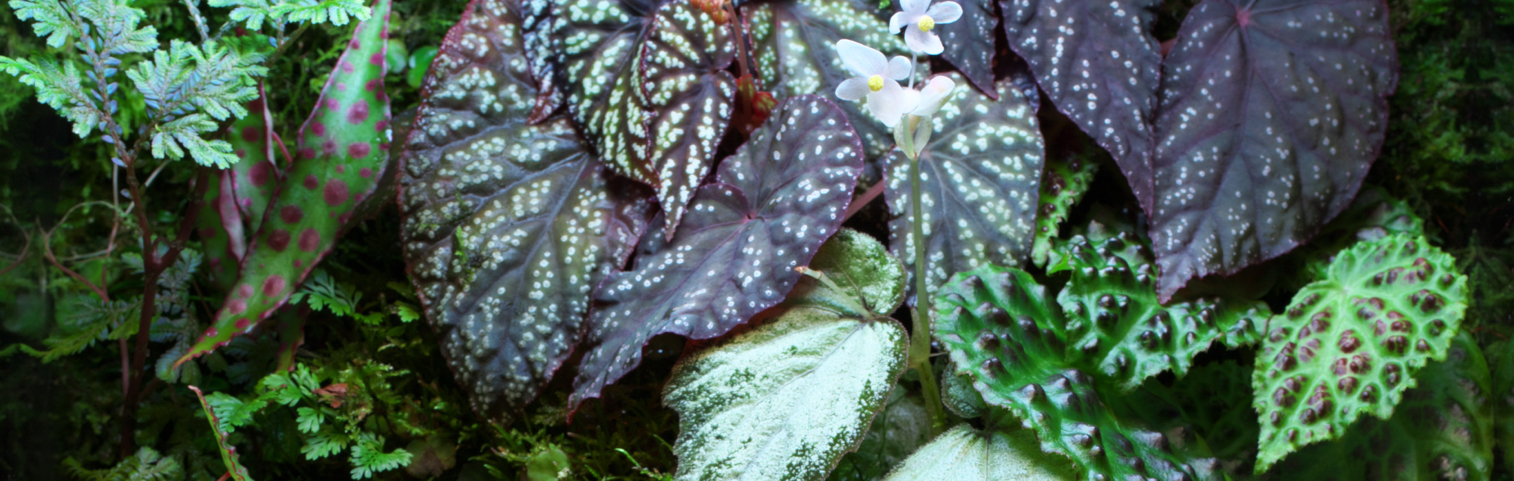 ADA JUNGLE PLANTS – Progenitor Begonia are now available in new style –