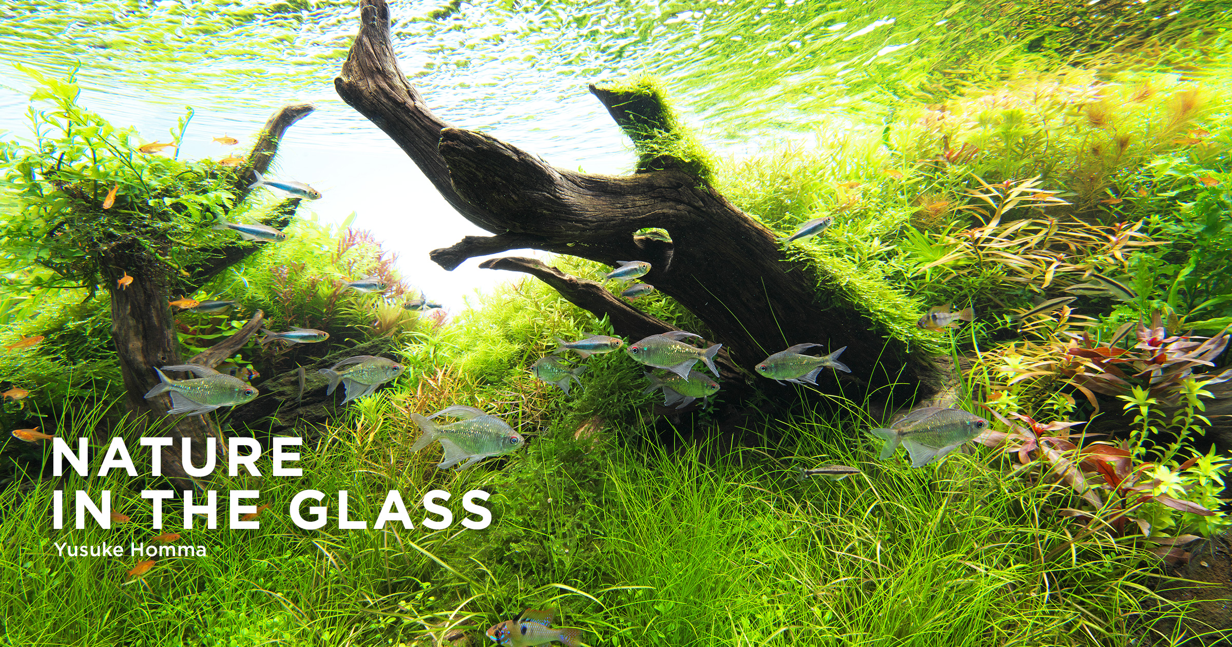 NATURE IN THE GLASS 'Admiring Spring' | en
