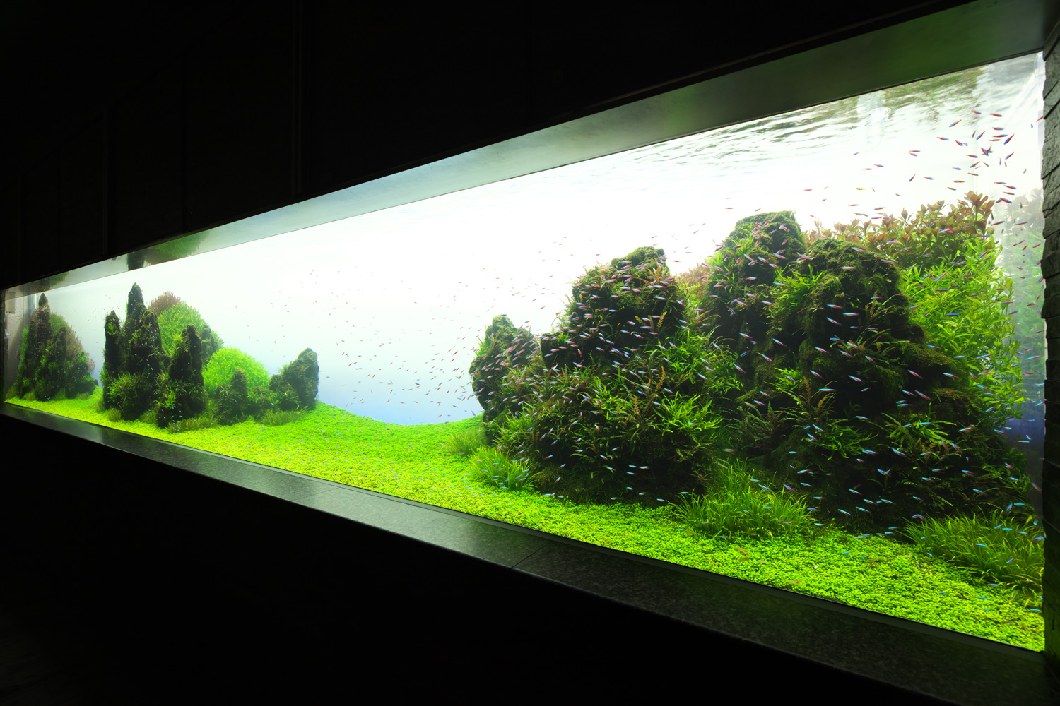 SUMIDA AQUARIUM REPORT Vol.06 | ADA
