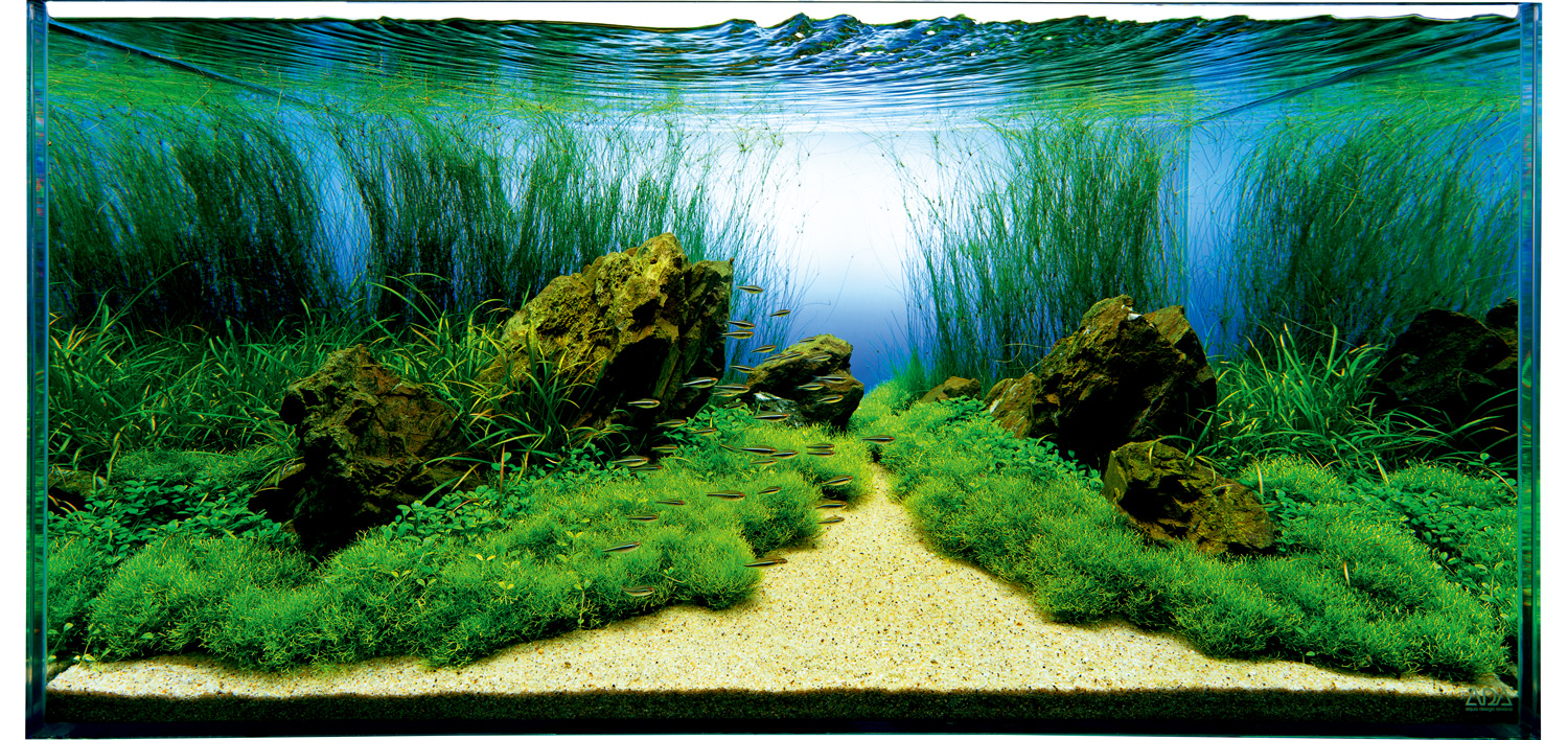 NATURE AQUARIUM CHRONICLE 2000-2009 | en