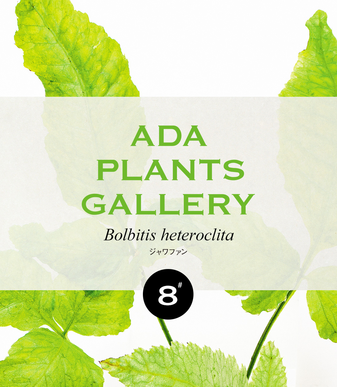 ADA PLANTS GALLERY #08 Bolbitis heteroclita