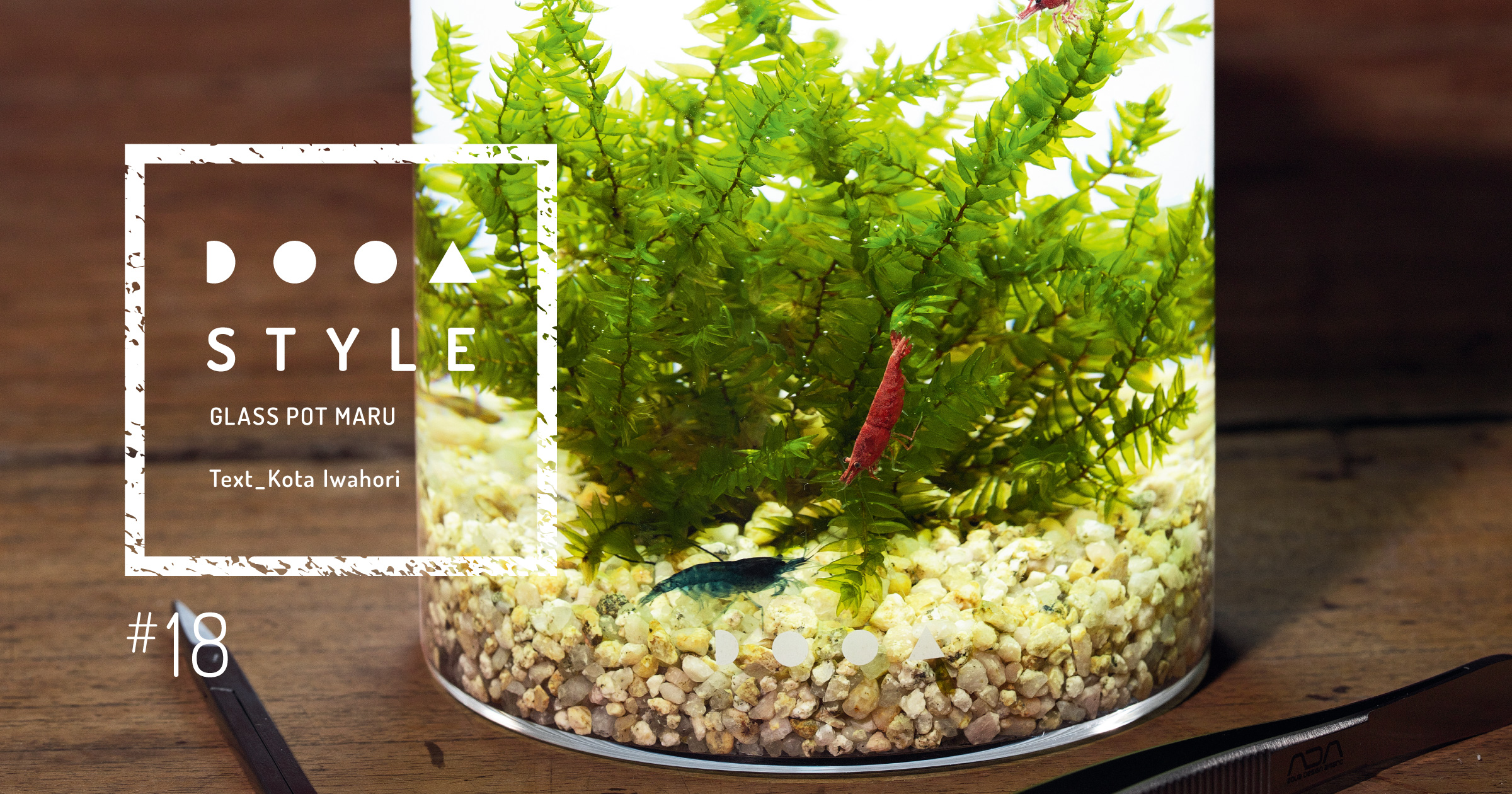 DOOA STYLE #18 Aquatic moss in a small container