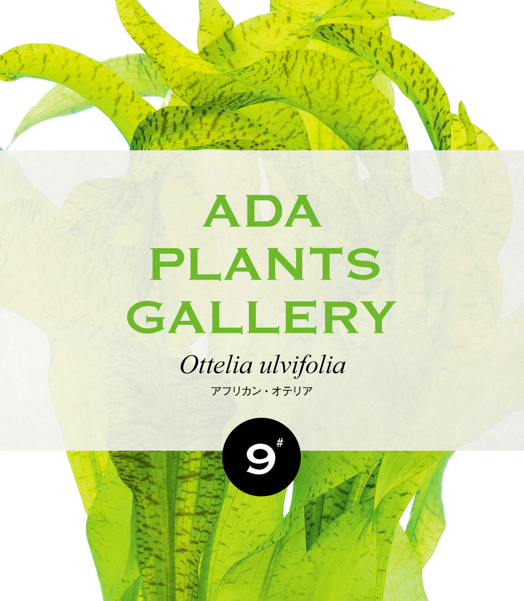 ADA PLANTS GALLERY #09 Ottelia ulvifolia