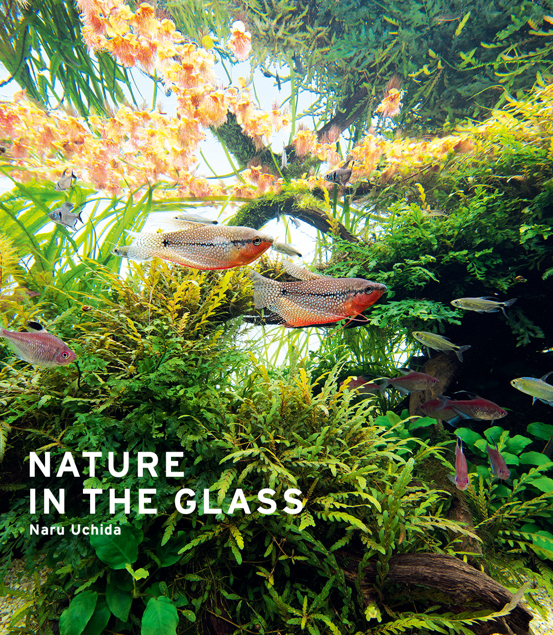 NATURE IN THE GLASS ‘Gourami’s Paradise’