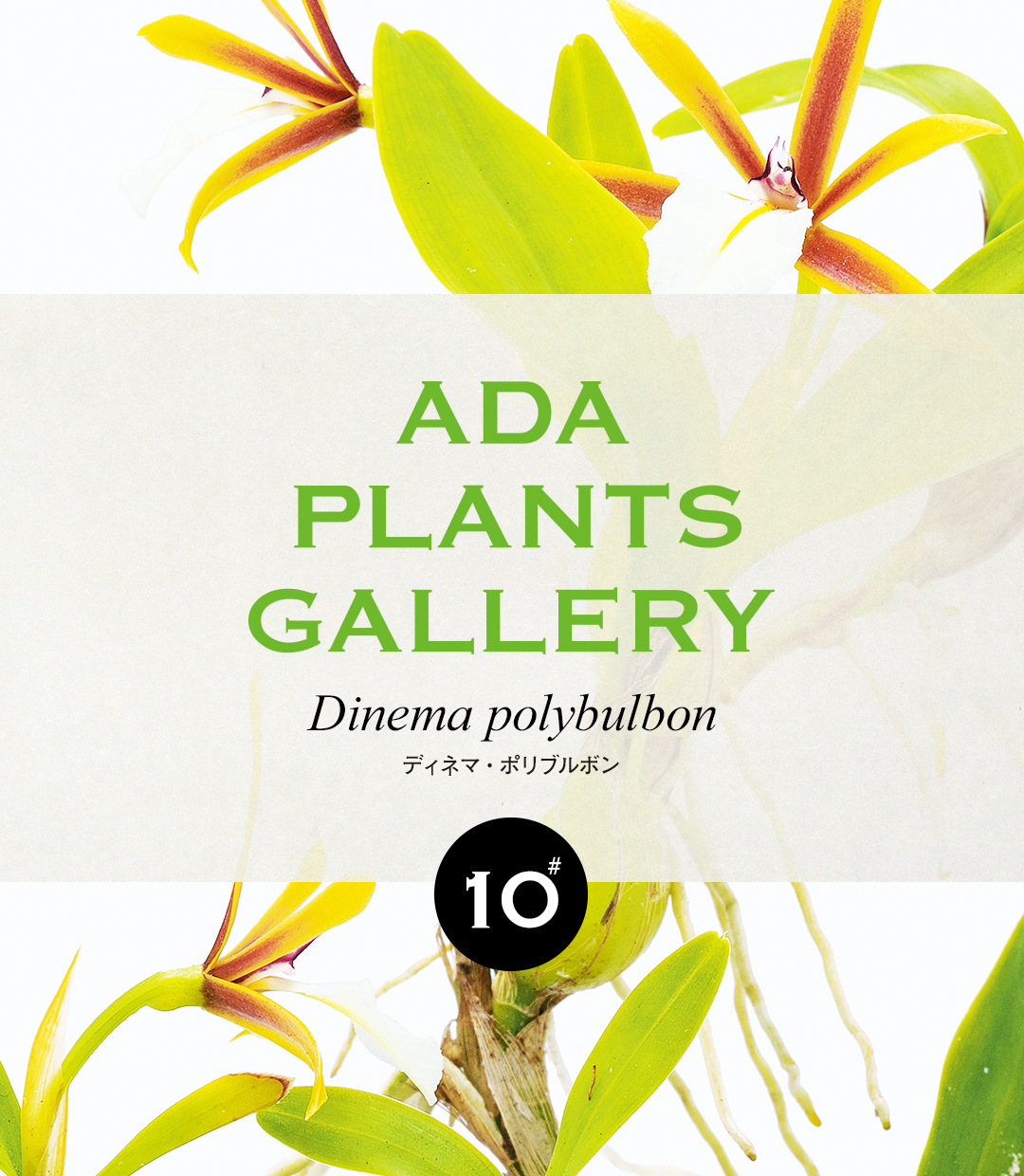 ADA PLANTS GALLERY #10 Dinema polybulbon